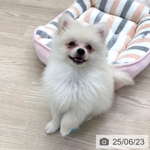 ポメラニアンの写真