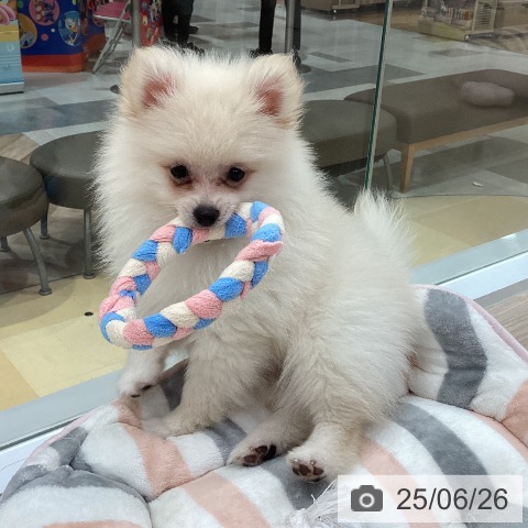 ポメラニアンの写真