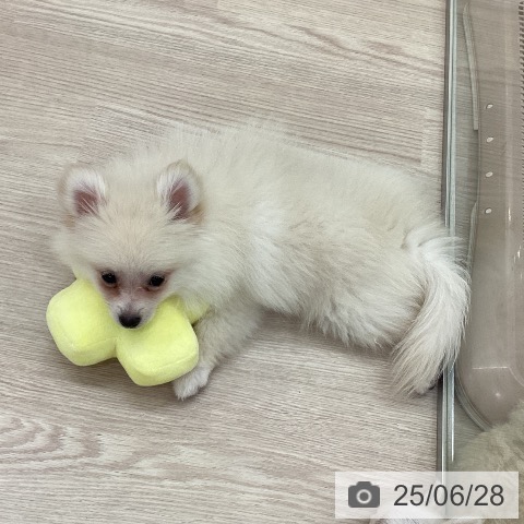 ポメラニアンの写真