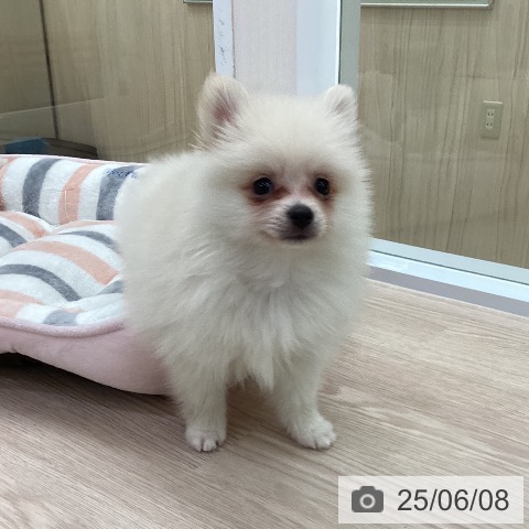 ポメラニアンの写真