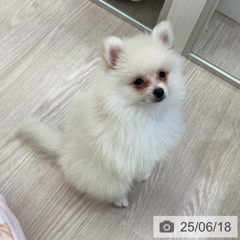 ポメラニアンの写真