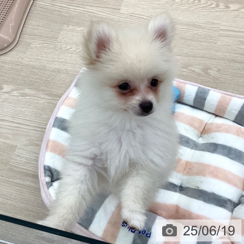 ポメラニアンの写真
