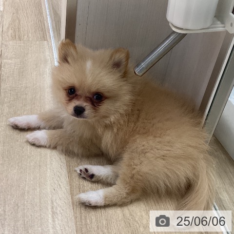 ポメラニアンの写真