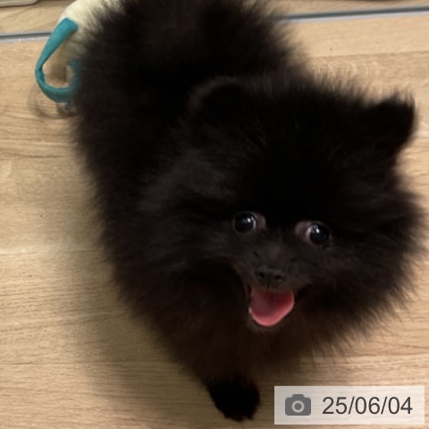 ポメラニアンの写真