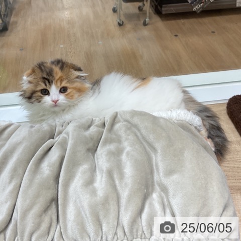 スコティッシュフォールドの写真