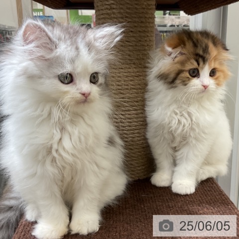 スコティッシュフォールドの写真