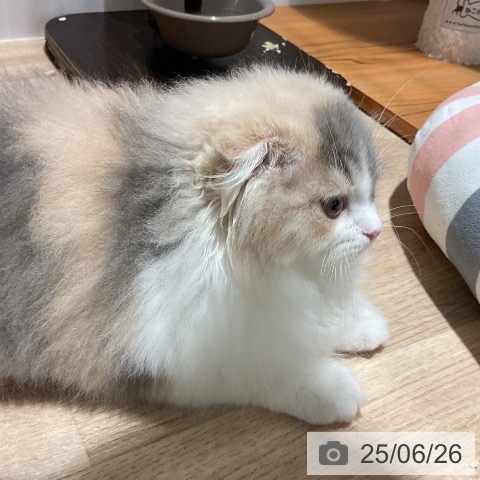 スコティッシュフォールドの写真