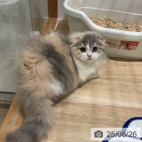 スコティッシュフォールドの写真