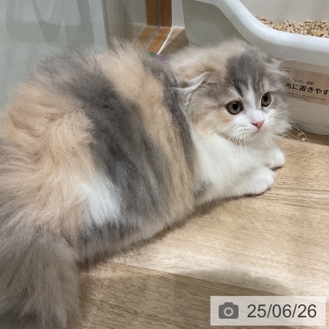 スコティッシュフォールドの写真