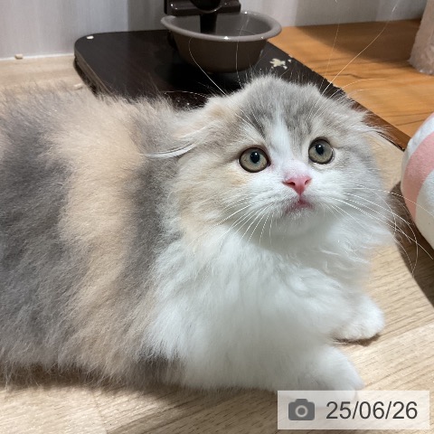 スコティッシュフォールドの写真