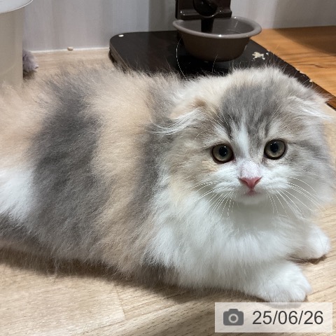 スコティッシュフォールドの写真