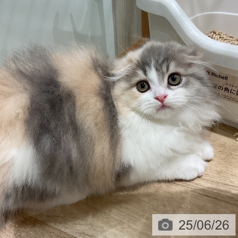スコティッシュフォールドの写真