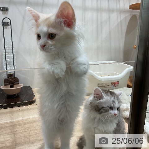 ラガマフィンの写真