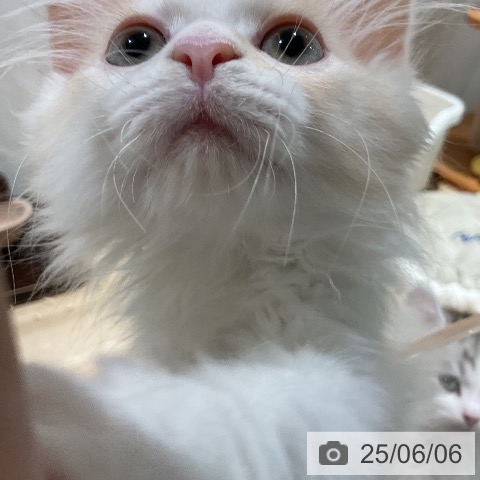 ラガマフィンの写真