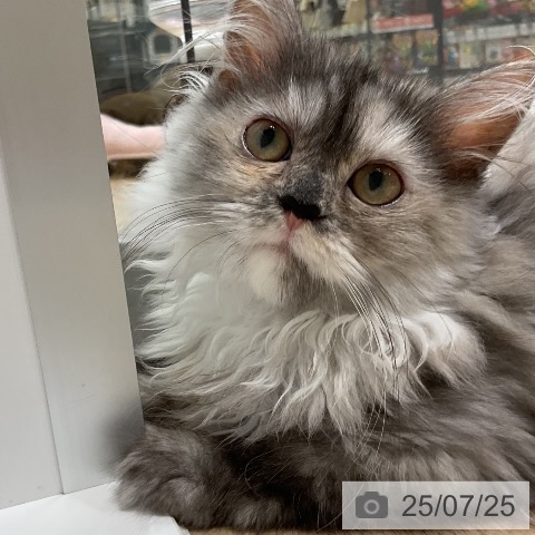 ラガマフィンの写真