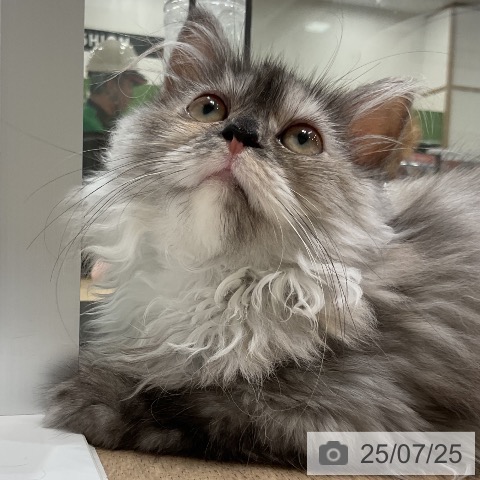 ラガマフィンの写真
