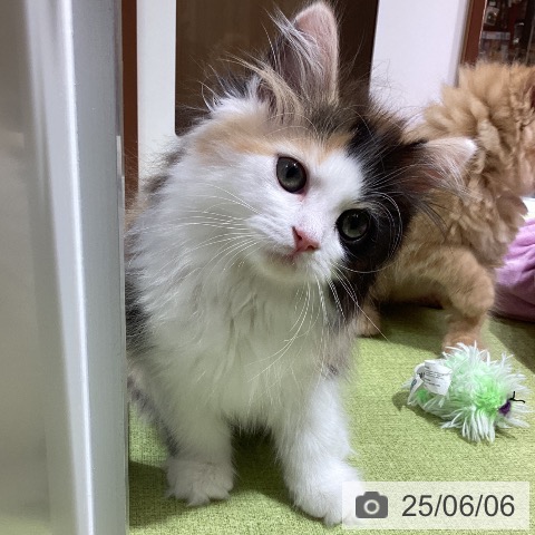 ラガマフィンの写真