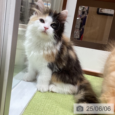 ラガマフィンの写真