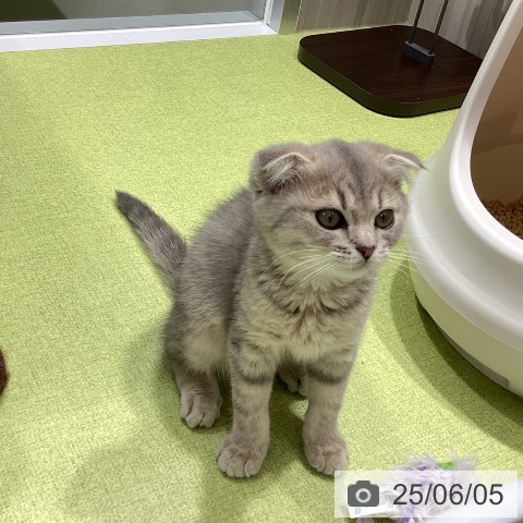 スコティッシュフォールドの写真