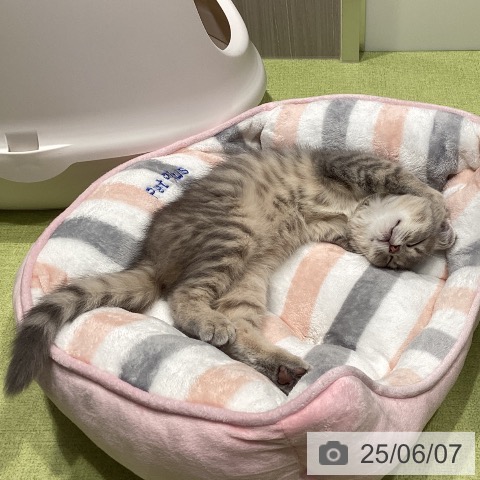 スコティッシュフォールドの写真
