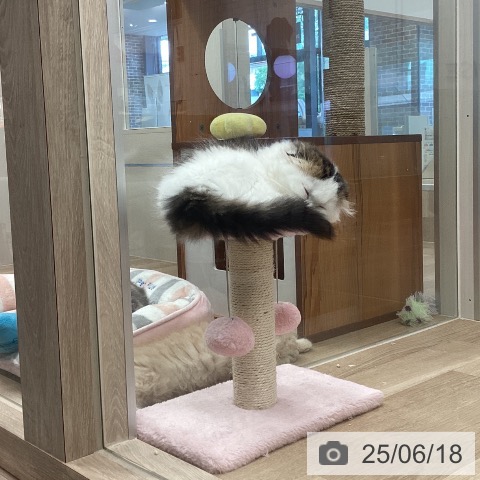 スコティッシュフォールドの写真