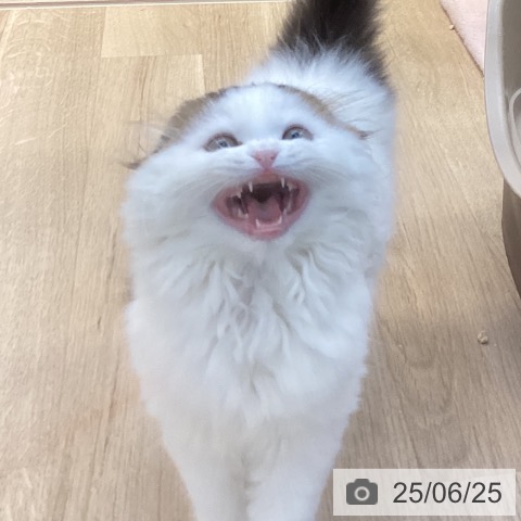 スコティッシュフォールドの写真