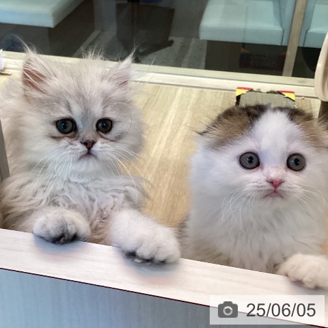 スコティッシュフォールドの写真