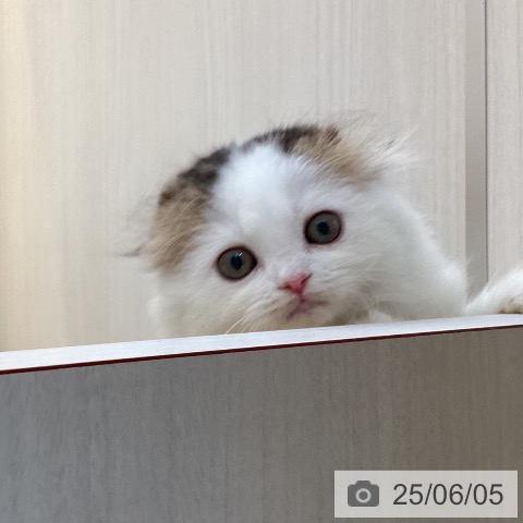 スコティッシュフォールドの写真