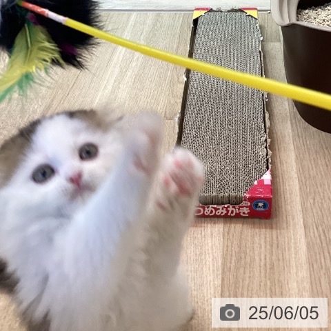 スコティッシュフォールドの写真