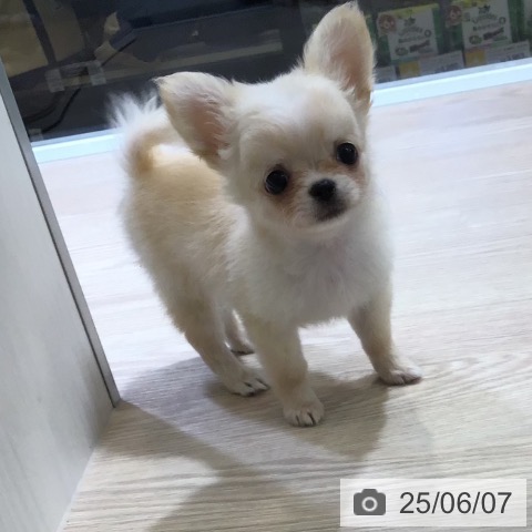 チワワの写真