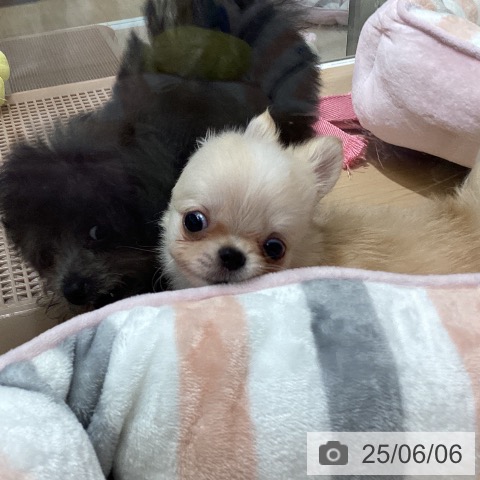 チワワの写真