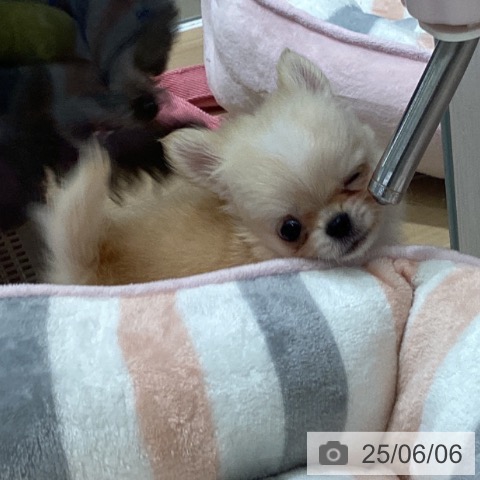 チワワの写真
