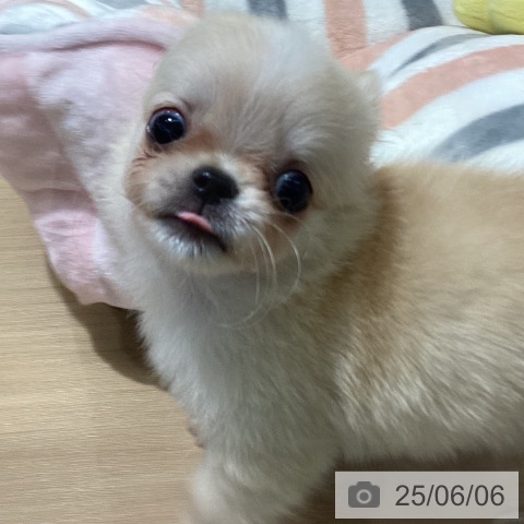 チワワの写真