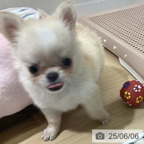 チワワの写真