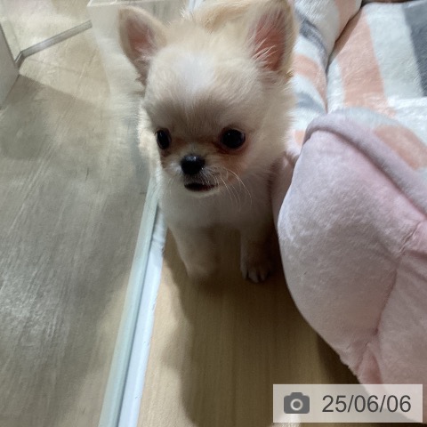 チワワの写真