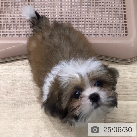 シー・ズーの写真