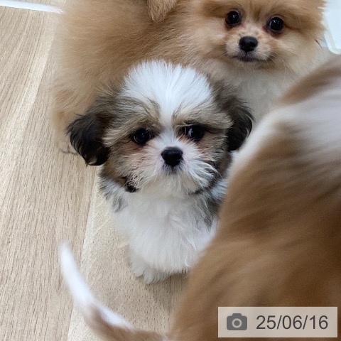 シー・ズーの写真