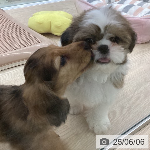 シー・ズーの写真