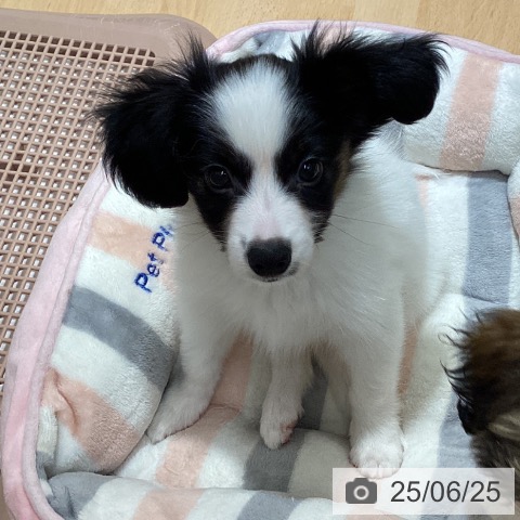 パピヨンの写真