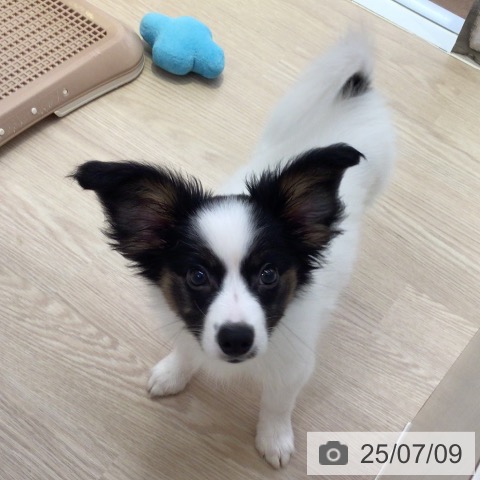 パピヨンの写真