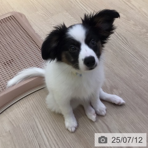 パピヨンの写真