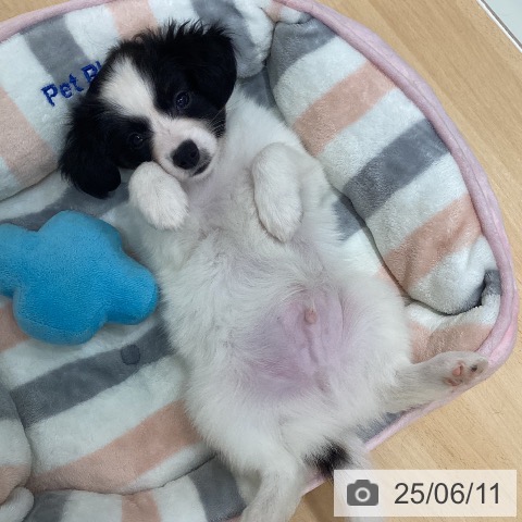 パピヨンの写真
