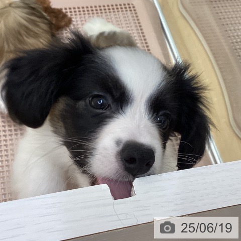 パピヨンの写真