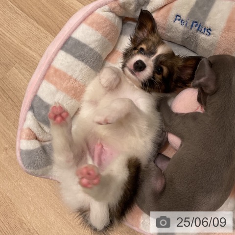 パピヨンの写真