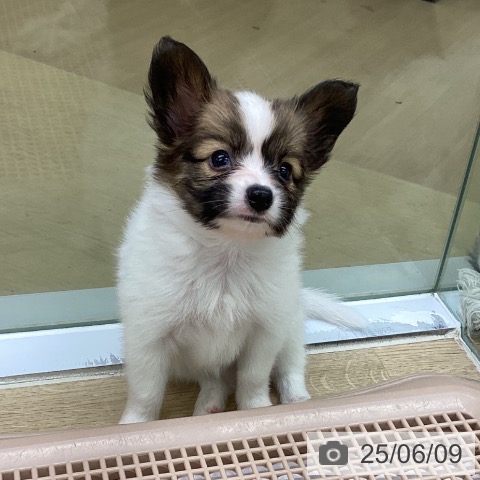 パピヨンの写真