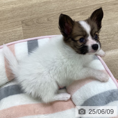 パピヨンの写真