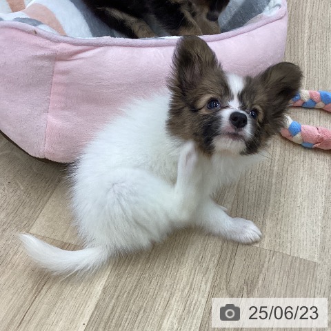 パピヨンの写真