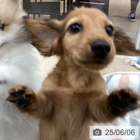ミニチュア・ダックスフンドの写真