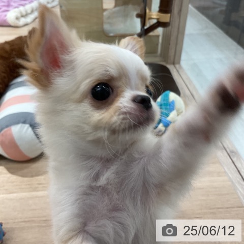 チワワの写真