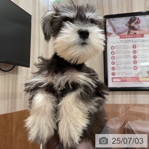 ミニチュア・シュナウザーの写真